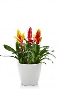 Вриезии микс CLASSICO LS 21/50 см, Белый блестящий Вриезии микс CLASSICO LS 21/50 см, Белый блестящий