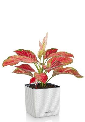 Аглаонема Корал Ред в CUBE COLOR 14, белый Аглаонема Корал Ред в CUBE COLOR 14, белый