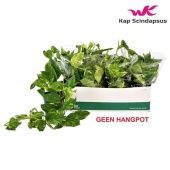 Эпипремнум Сциндарсус Ауреум ампельный d15 см h35 см