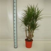 Драцена Маргината бранч разветвленная d27 см h130 см тип 2