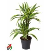 Драцена Лемон Лайм 2 ствола d19 см h70 см