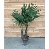 Трахикарпус Форчуна d40 см h180 см