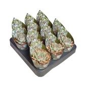 Эхеверия Пелисуда d6.5 см h8 см