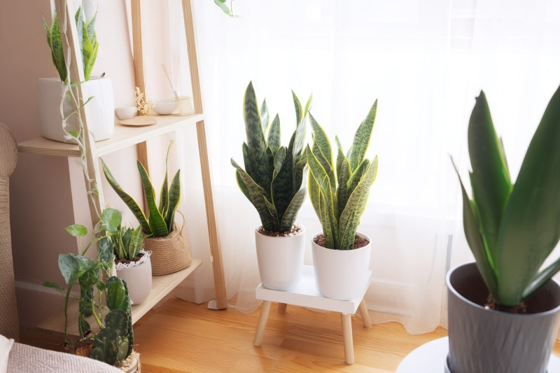 Комнатные растения для Стрельцов: какие зелёные друзья подходят знаку Огня