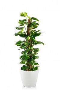 Сциндапсус на опоре в CLASSICO 35 белый