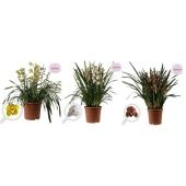 Цимбидиум микс d30 см h85 см