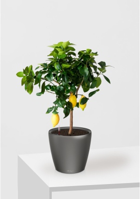 Цитрус Лимон 21/80 см в CLASSICO LS 28, антрацитовый металлик Цитрус Лимон 21/80 см в CLASSICO LS 28, антрацитовый металлик