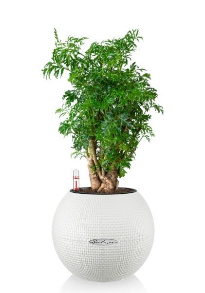 Полисциас Фрутикоза PURO 20