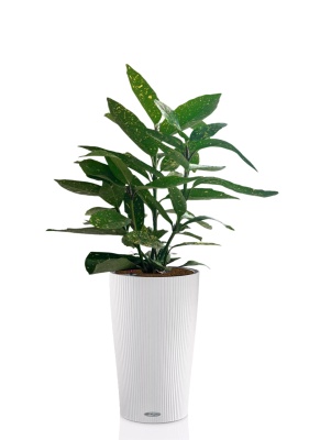 Аукуба Японика Вариегата 17/40 см в CILINDRO 23, белый