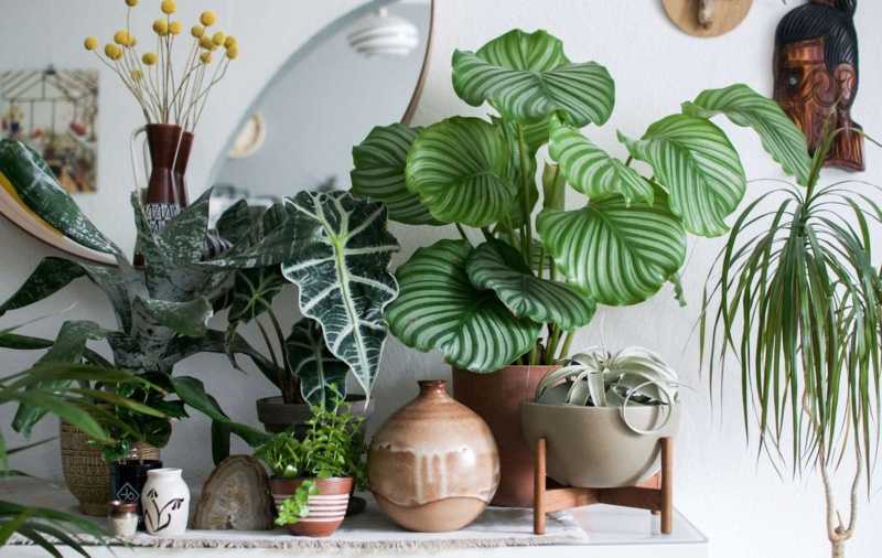 Тропические растения для дома: создаем атмосферу отпуска в квартире