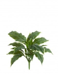 Хоста Соу Свит зелёная с белой каймой