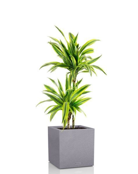 Драцена Лемон Лайм 2 ствола 19/90 см в CANTO STONE LOW 30