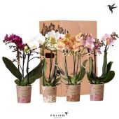 Фаленопсис Kolibri Mix 3st d9 см h40 см тип 3