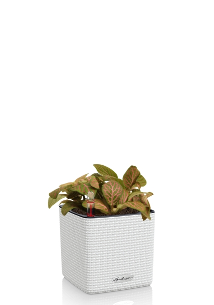 Фиттония микс 10/15 см в CUBE COLOR 14