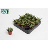 Хавортия Enon d5.5 см h10 см тип 1