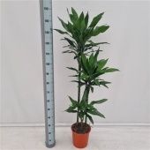 Драцена Стеднери 3 ствола d24 см h150 см