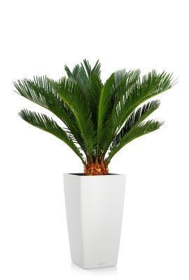 Цикас в CUBICO COLOR 30, белый Цикас в CUBICO COLOR 30, белый