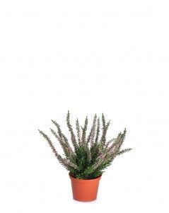 Эрика (вереск) куст нежно-розовый