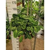 Маранта Fascinator Lemon Lime hangplant d26 см h40 см Маранта Fascinator Lemon Lime hangplant d26 см h40 см