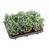 Крассула денежное дерево Аборесценсес d12 см h15 см