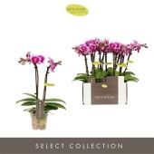 Фаленопсис 2 ствола Optifriend Nikki 10+ (opti) d7 см h25 см Фаленопсис 2 ствола Optifriend Nikki 10+ (opti) d7 см h25 см