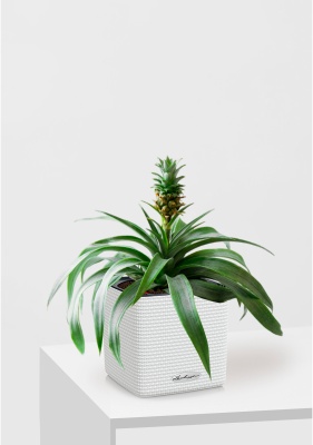 Ананас в CUBE COLOR 14, белый