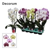 Фаленопсис Cascade 2st Mix 16+ Decorum (bernhard) d12 см h60 см