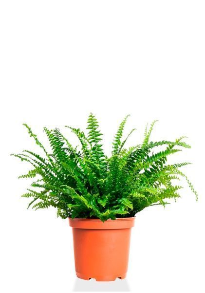 Папоротник Нефролепис 21/60 см Папоротник Нефролепис 21/60 см