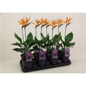 Стрелиция Регина d12 см h30 см