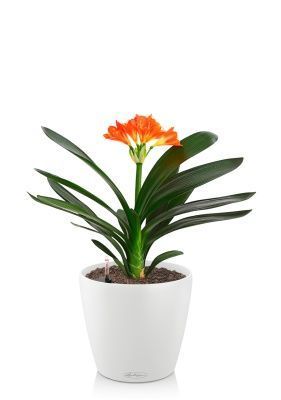 Кливия Оранж 13/50 см в CLASSICO COLOR 18, белый Кливия Оранж 13/50 см в CLASSICO COLOR 18, белый