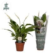 Спатифиллум Torelli 3+ цветов d12 см h40 см тип 1