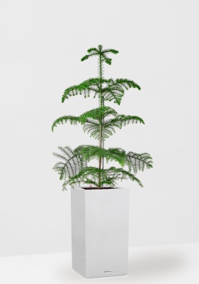 Араукария гетерофилла 24/110 в CANTO STONE HIGH 30