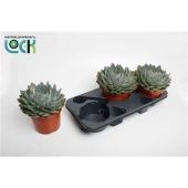 Эхеверия Пелисуда d17 см h30 см