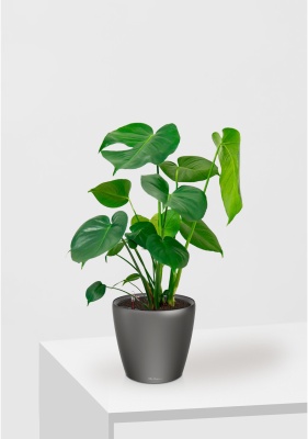 Монстера Делициоза 17/60 см в CLASSICO LS 28, антрацитовый металлик