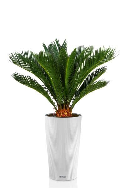 Цикас в CILINDRO 32 Цикас в CILINDRO 32