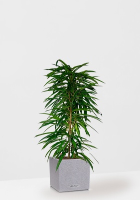 Фикус Али пирамида 24/120 см в CANTO STONE LOW 30 Фикус Али пирамида 24/120 см в CANTO STONE LOW 30