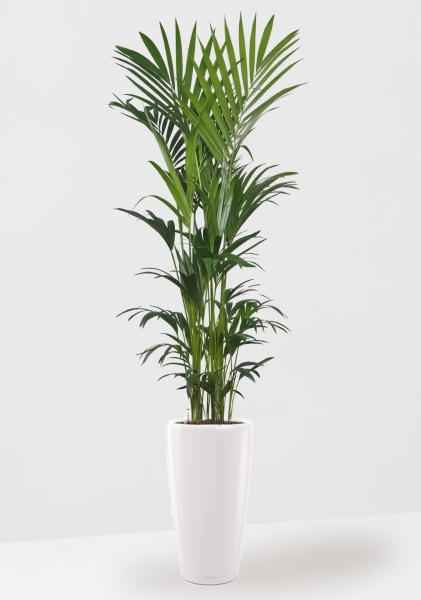 Ховея Кентия 31/220 см в RONDO 40 Ховея Кентия 31/220 см в RONDO 40