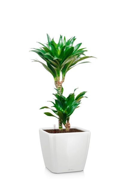 Драцена Компакта 2 ствола 19/80 см в QUADRO LS 21