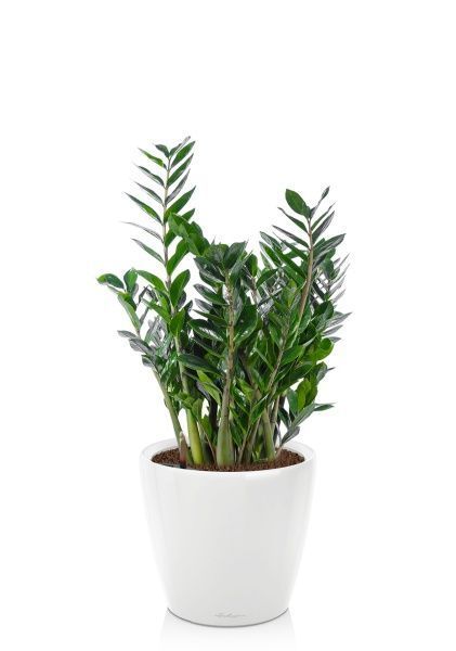 Замиокулькас 24/100 в CLASSICO LS 35