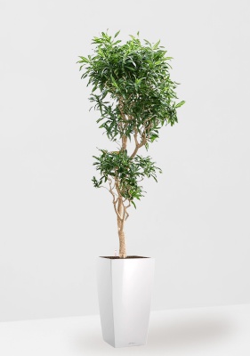 Драцена Песнь Ямайке бранч 45/180 см в CUBICO 50