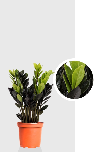 Замиокулькас 8+ веток d14 см h45 см