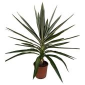 Юкка Elephantipes Elmilia d21 см 90 см