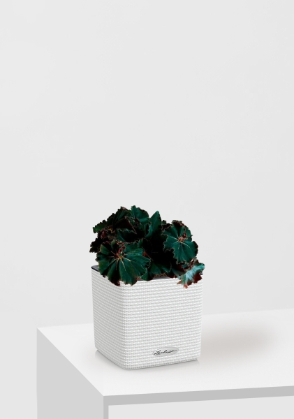 Бегония Рекс Дарк Мамба 12/25 см в CUBE COLOR 14