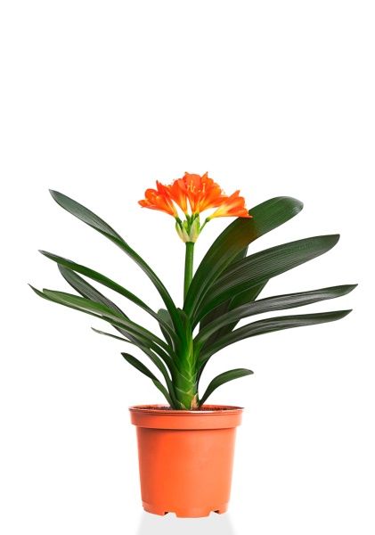 Кливия Оранж 13/50 см Кливия Оранж 13/50 см