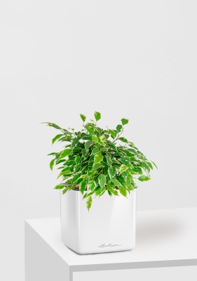 Фикус Бенджамина Кинки Пестрый 12/30 см в CUBE GLOSSY 14, белый блестящий