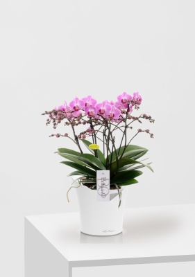 Орхидея Карола ORCHIDEA 18/40 см, Белый матовый Орхидея Карола ORCHIDEA 18/40 см, Белый матовый