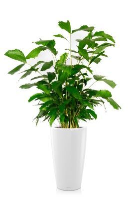 Кариота 27/160 см в RONDO 40, белый блестящий