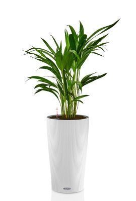 Хризалидокарпус в CILINDRO 23, белый Хризалидокарпус в CILINDRO 23, белый