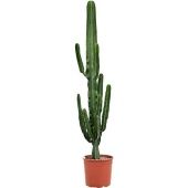 Эуфорбия Эритрея d33 см h175 см