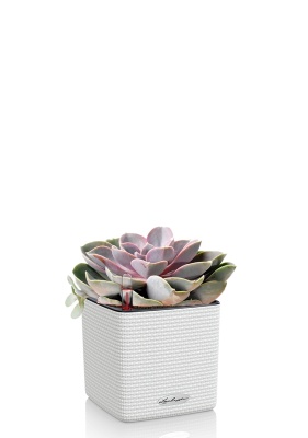 Эхеверия цветной микс 9/15 см в CUBE COLOR 14